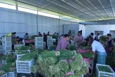 义龙新区:全力发展韭菜产业 打造产业扶贫增收新路子